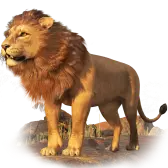 Cadoul TikTok Lion